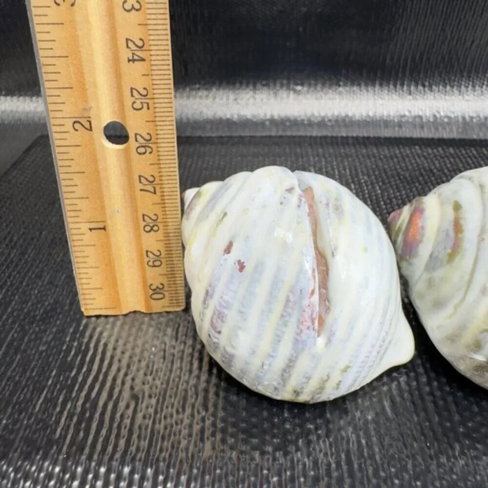 Hand Made Card Holder Stoneware Shell Conch Set 2 Decorative Hand Crafted Figure